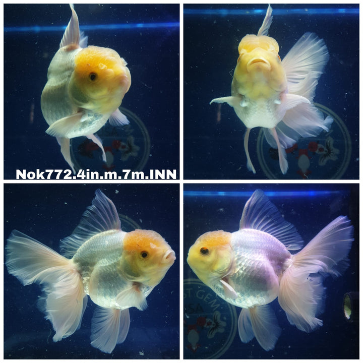 (NOK-772) Thai Lemon Head White Oranda 4.50 inch Body Male 7 Months Age