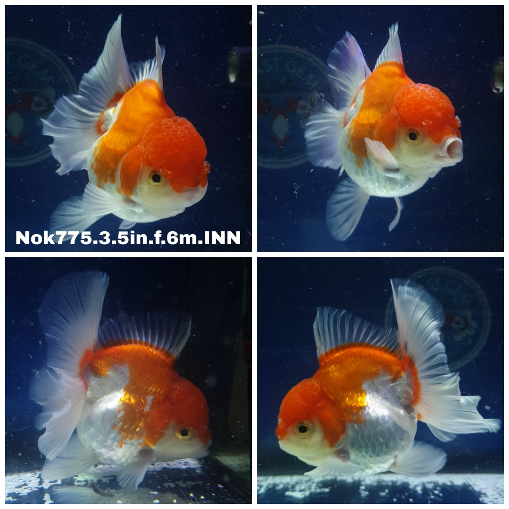 (NOK-775) Thai Red/White Oranda 3.50 inch Body Female 6 Months Age