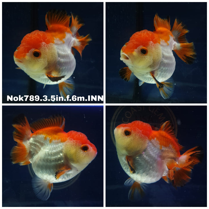 (NOK-789) Thai Red/White Oranda 3.50 inch Body Female 6 Months Age