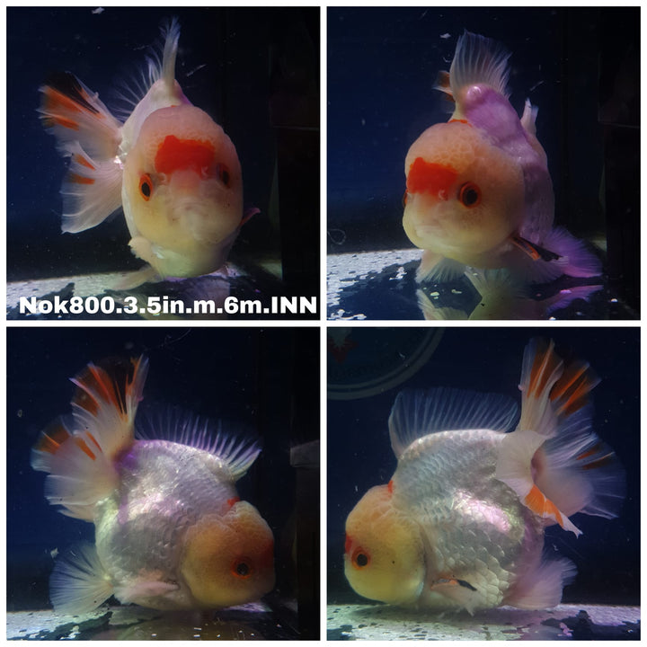 (NOK-800) Thai Red/White Oranda 3.50 inch Body Male 6 Months Age
