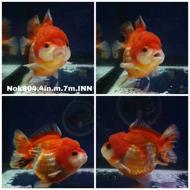 (NOK-804) Thai Red/White Oranda 4.00 inch Body Male 7 Months Age