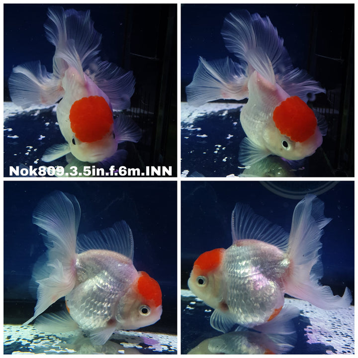 (NOK-809) Thai Red Cap Oranda 3.50 inch Body Female 6 Months Age