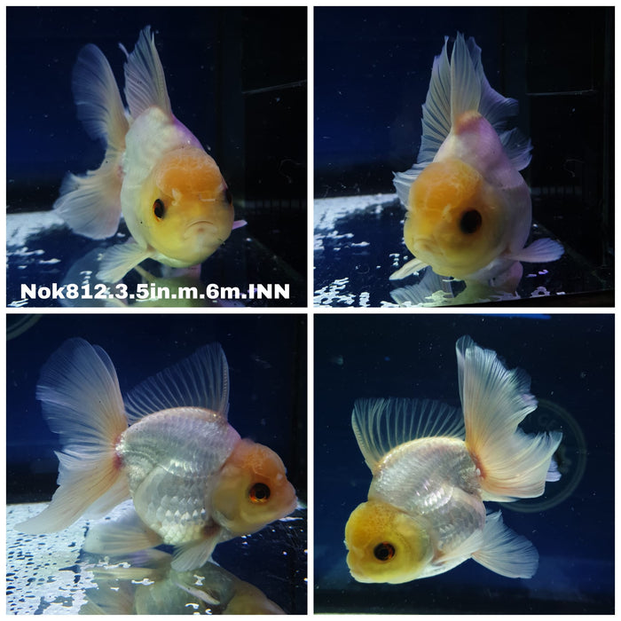 (NOK-812) Thai Lemon Head White Oranda 3.50 inch Body Male 6 Months Age