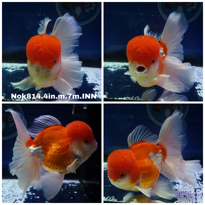 (NOK-814) Thai Red/White Oranda 4.00 inch Body Male 7 Months Age