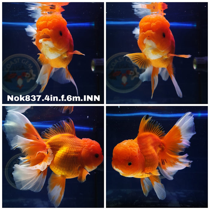 (NOK-837) Thai Red/White Oranda 4.00 inch Body Female 6 Months Age