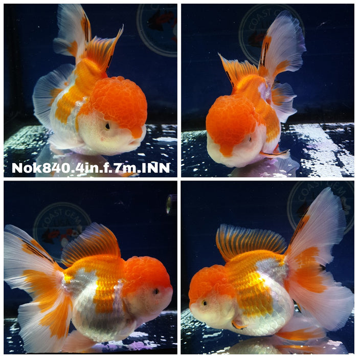 (NOK-840) Thai Red/White Oranda 4.00 inch Body Female 7 Months Age