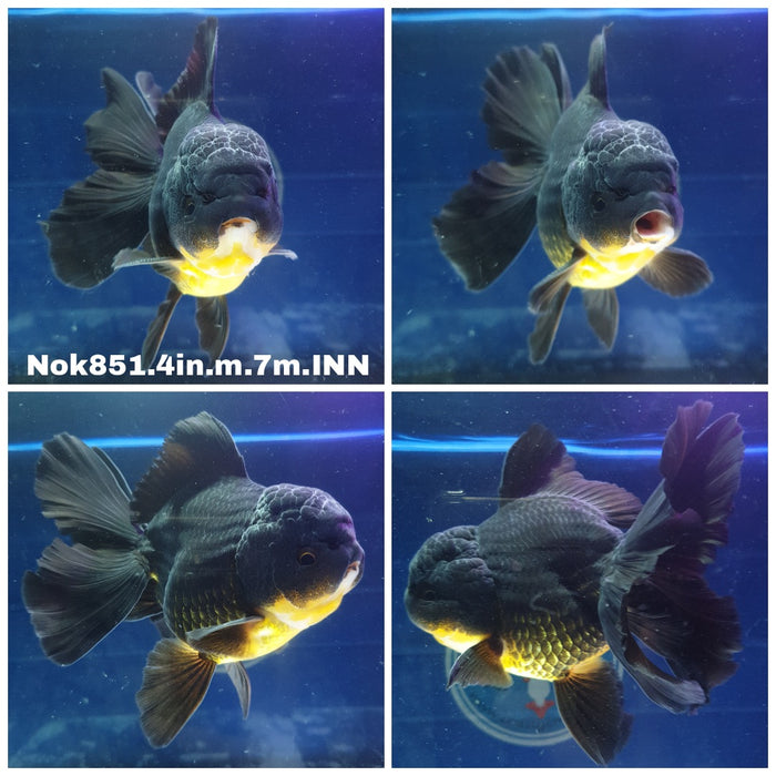 X (NOK-851) Thai Black Oranda 4.00 inch Body Male 7 Months Age