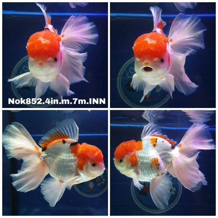 (NOK-852) Thai Tri Color Oranda 4.00 inch Body Male 7 Months Age