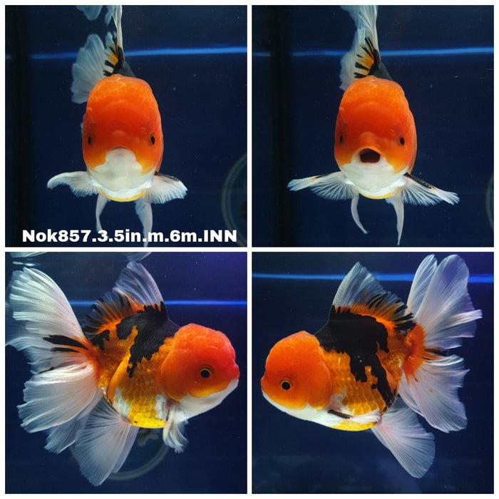 (NOK-857) Thai Tri Color Oranda 3.50 inch Body Male 6 Months Age