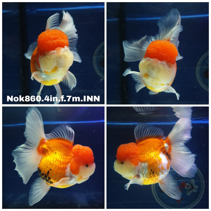 (NOK-860) Thai Red/White Oranda 4.00 inch Body Female 7 Months Age