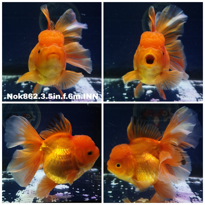 (NOK-862) Thai Red Oranda 3.50 inch Body Female 6 Months Age