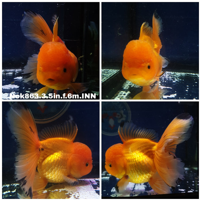 (NOK-863) Thai Red Oranda 3.50 inch Body Female 6 Months Age