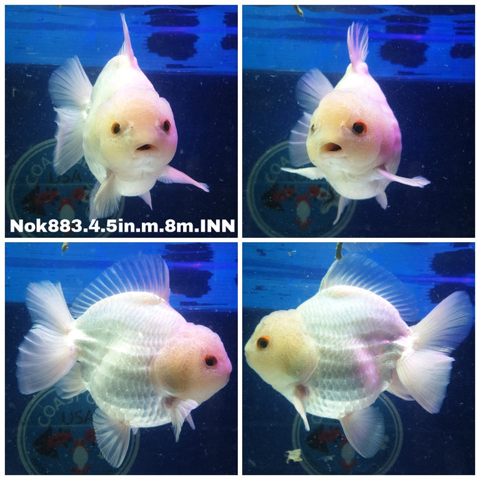 (NOK-883) Thai Jumbo Lemon Head White Oranda 4.50 inch Body Male 8 Months Age