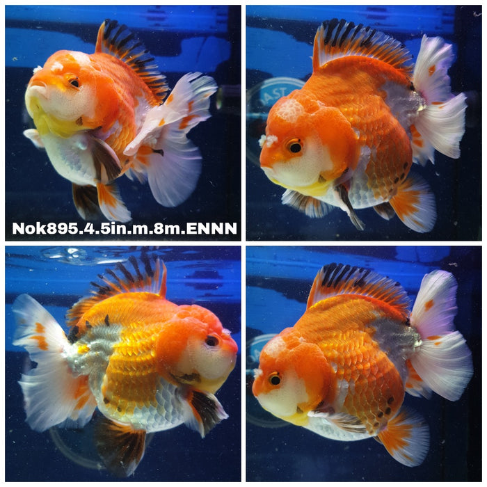 (NOK-895) Thai Jumbo Tri Color Oranda 4.50 inch Body Male 8 Months Age
