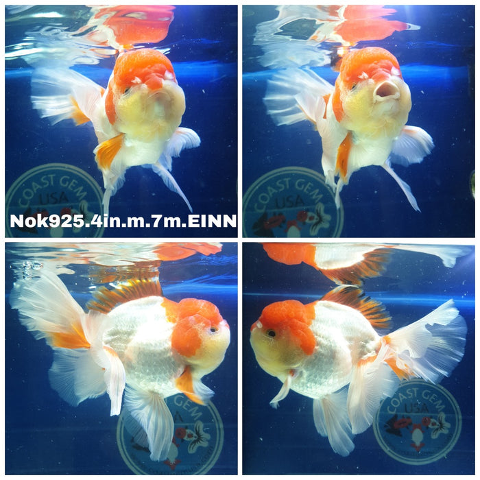 (NOK-925) Thai Red/White Orchid Tail Oranda 4.00 inch Body Male 7 Months Age