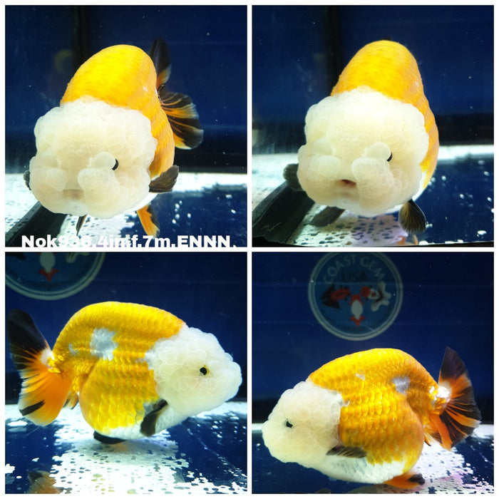 (NOK-936) Thai Special Color Tri Color Lemon Head Lionchu 4.00inch Body Female 7 Months Age
