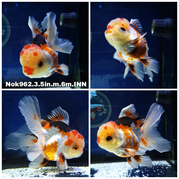 (NOK-962) Thai Tri Color Oranda 3.50 inch Body Male 6 Months Age