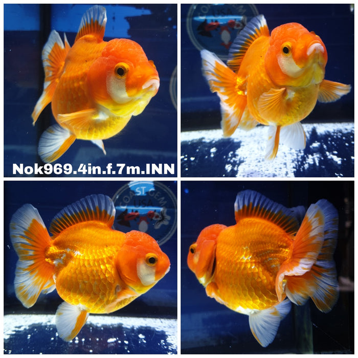 (NOK-969) Thai Red/White Oranda 4.00 inch Body Female 7 Months Age