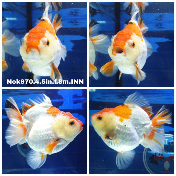 (NOK-970) Thai Jumbo Red/White Oranda 4.50 inch Body Female 8 Months Age