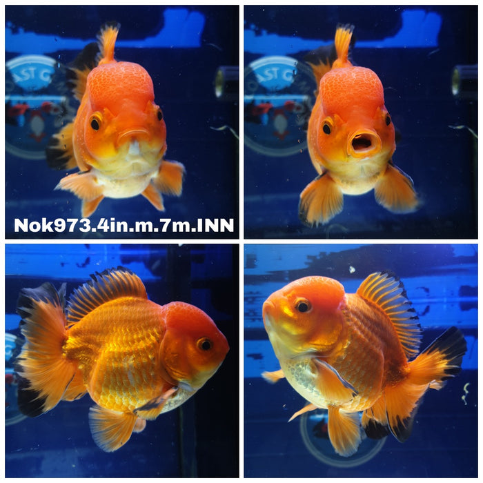 (NOK-973) Thai Red Oranda 4.00 inch Body Male 7 Months Age