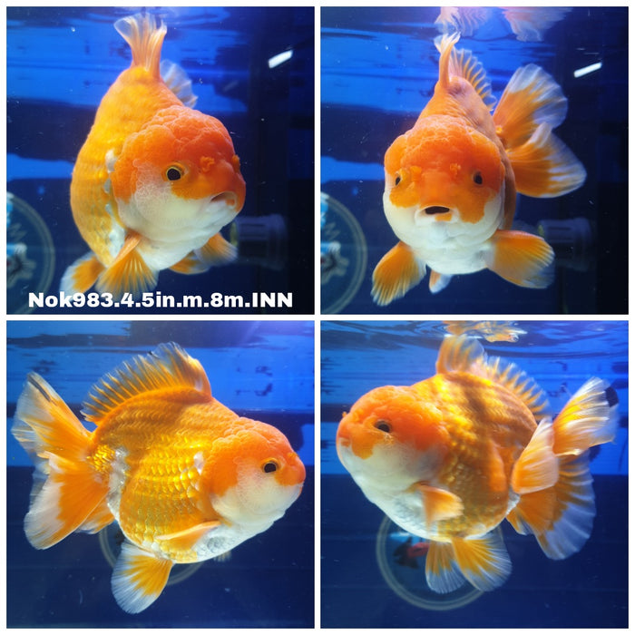 (NOK-983) Thai Jumbo Red/White Oranda 4.50 inch Body Male 8 Months Age
