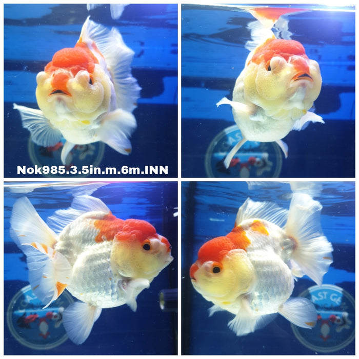 (NOK-985) Thai Red/White Oranda 3.50 inch Body Male 6 Months Age