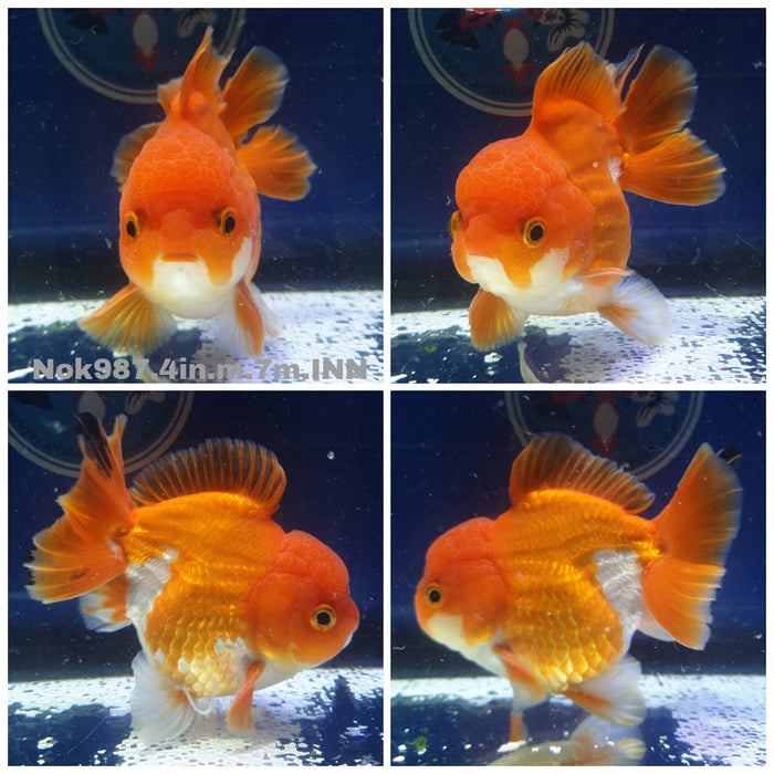 (NOK-987) Thai Red/White Oranda 4.00 inch Body Male 7 Months Age