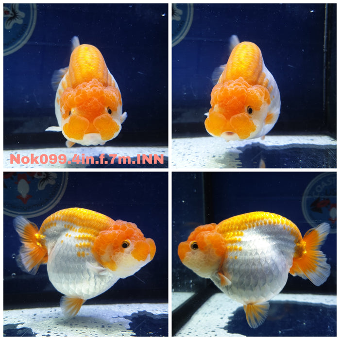 (NOK-99) Thai Red/White Ranchu 4.00 inch Body Female 7 Months Age