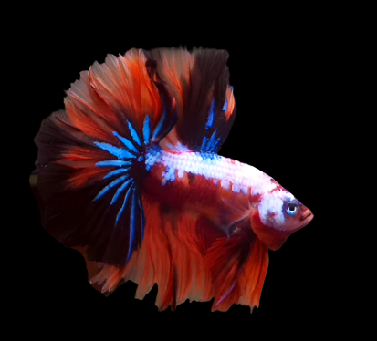 Nemo Galaxy Candy Halfmoon Betta 