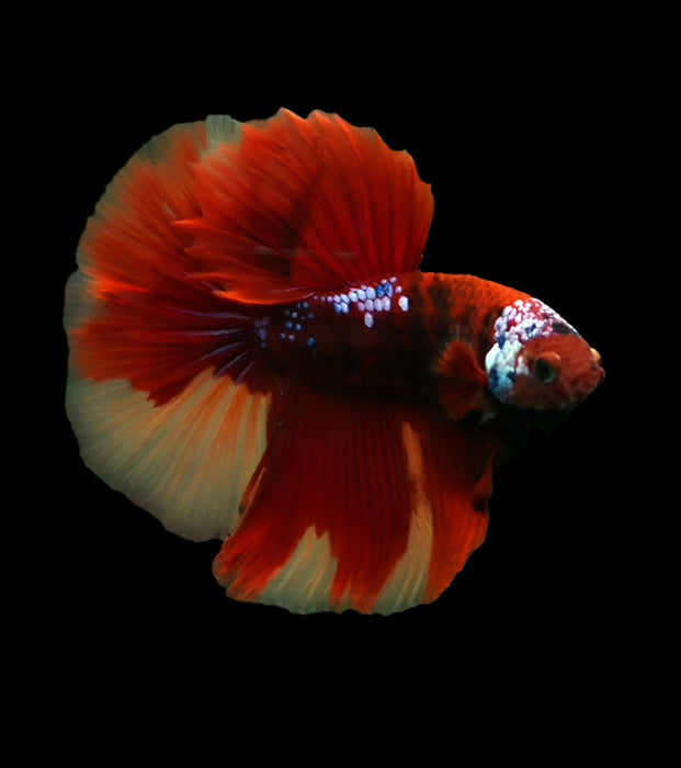 Nemo Galaxy Halfmoon Male betta