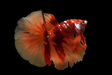 Nemo Galaxy Halfmoon male betta fish