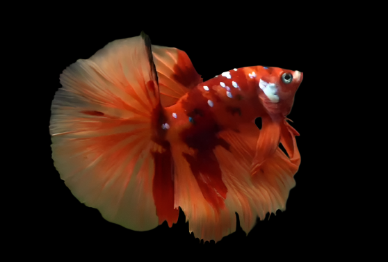 Nemo Galaxy Halfmoon male betta fish