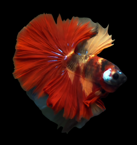 Nemo Galaxy Male Betta