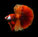 Nemo Galaxy Male Betta Halfmoon