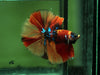 Nemo Galaxy Mask Halfmoon Betta