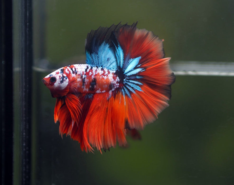 Nemo Galaxy Star Tail Halfmoon Male betta