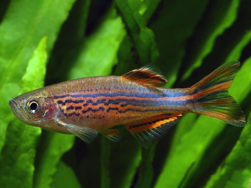 Live Tropical Freshwater Fish Kyathit / Orange Fin Danio (Brachydanio kyathit)