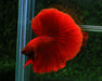 Super Red Halfmoon Rosetail Male Betta Feather Tail Over Halfmoon