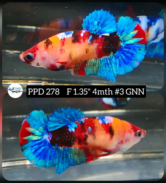 Live Betta Fish Female Plakat Nemo Koi (PPD-278)