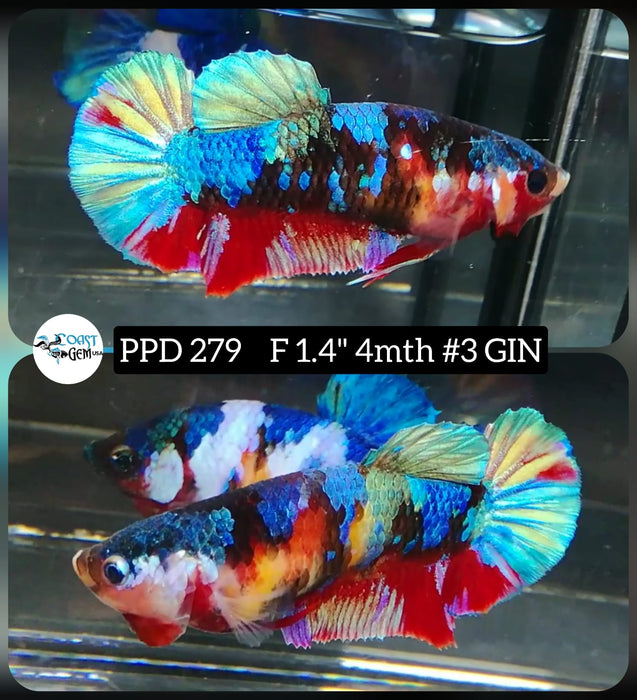 Live Betta Fish Female Plakat Nemo Koi (PPD-279)