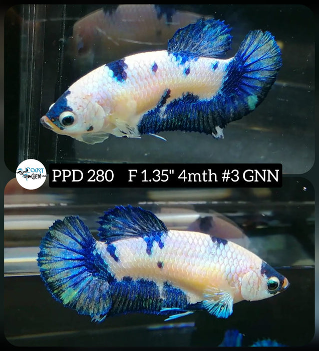 H Live Betta Fish Female Plakat Blue Marble (PPD-280)