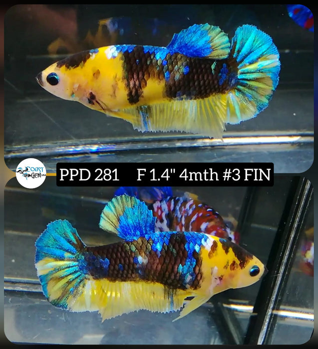 H Live Betta Fish Female Plakat Yellow Koi (PPD-281)