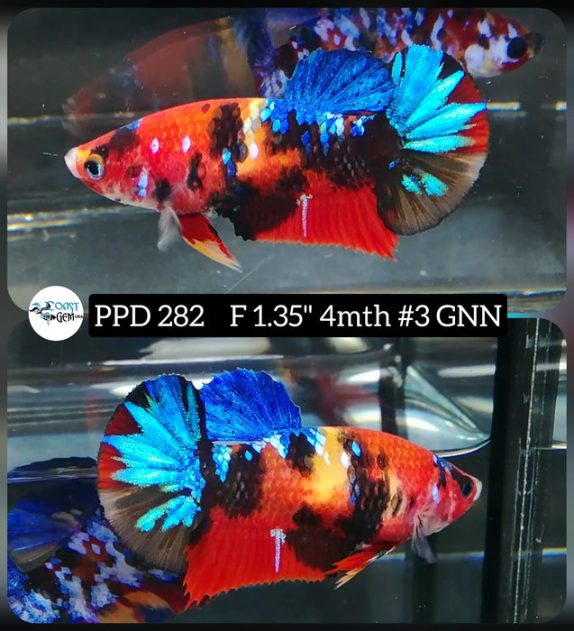 H Live Betta Fish Female Plakat Galaxy Nemo (PPD-282)