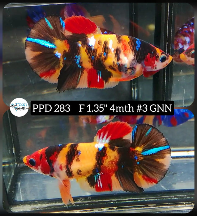 H Live Betta Fish Female Plakat Nemo Koi (PPD-283)