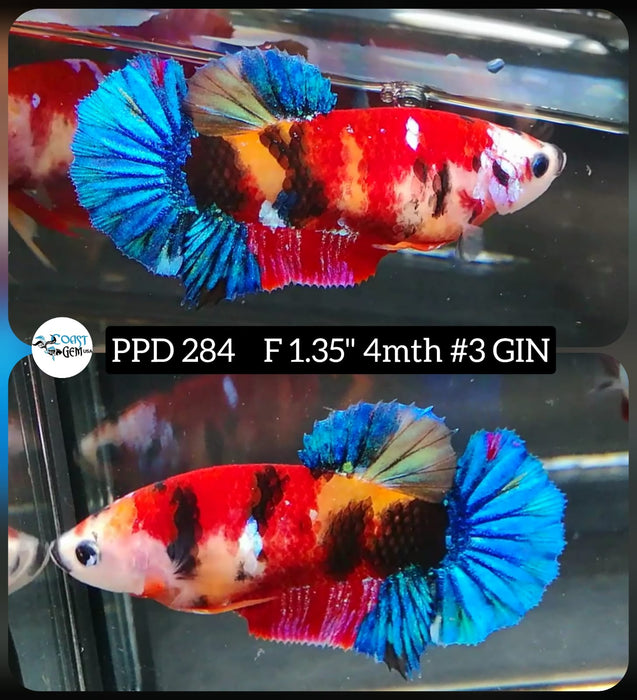 H Live Betta Fish Female Plakat Nemo Koi (PPD-284)