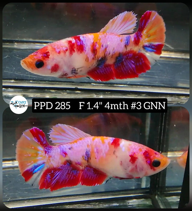 X Live Betta Fish Female Plakat Candy Nemo (PPD-285)