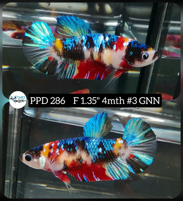 H Live Betta Fish Female Plakat Galaxy Nemo (PPD-286)