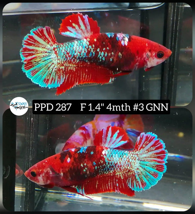 H Live Betta Fish Female Plakat Galaxy Red Koi (PPD-287)