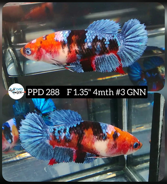 H Live Betta Fish Female Plakat Candy Nemo (PPD-288) S208