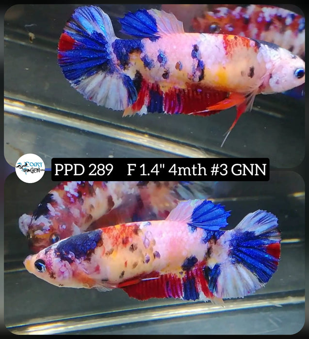 H Live Betta Fish Female Plakat Stardust Koi (PPD-289)